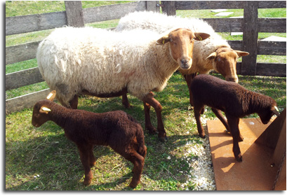 Journée du Mouton à Chaon