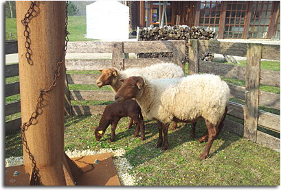 Journée du Mouton à Chaon